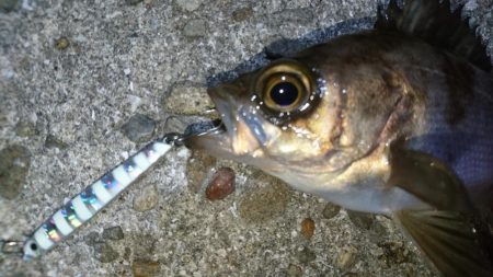 ジグパラマイクロメバリング！！