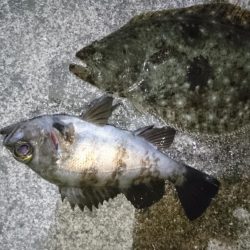 今夜もメバル狙い!!