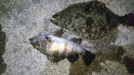 今夜もメバル狙い!!