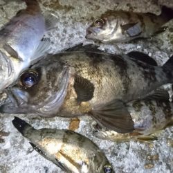 今夜の活性はイマイチ