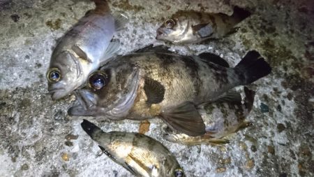 今夜の活性はイマイチ