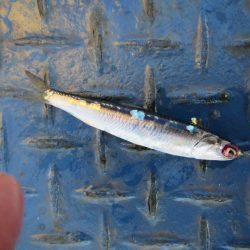 オリジナルメーカー海づり公園(市原市海づり施設) 釣果