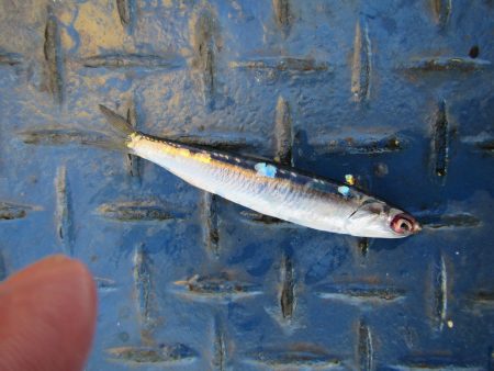 オリジナルメーカー海づり公園(市原市海づり施設) 釣果