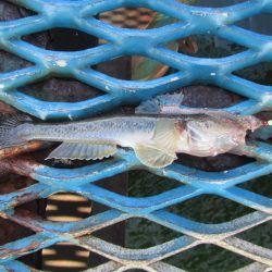 オリジナルメーカー海づり公園(市原市海づり施設) 釣果