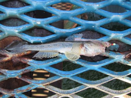 オリジナルメーカー海づり公園(市原市海づり施設) 釣果