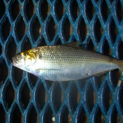 オリジナルメーカー海づり公園(市原市海づり施設) 釣果