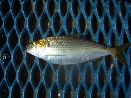 オリジナルメーカー海づり公園(市原市海づり施設) 釣果