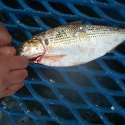 オリジナルメーカー海づり公園(市原市海づり施設) 釣果