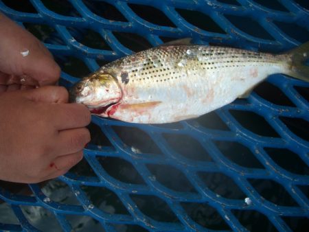 オリジナルメーカー海づり公園(市原市海づり施設) 釣果