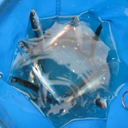 オリジナルメーカー海づり公園(市原市海づり施設) 釣果