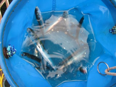 オリジナルメーカー海づり公園(市原市海づり施設) 釣果