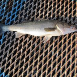 オリジナルメーカー海づり公園(市原市海づり施設) 釣果