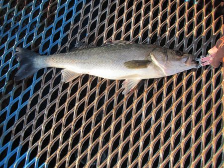 オリジナルメーカー海づり公園(市原市海づり施設) 釣果