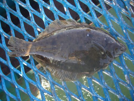 オリジナルメーカー海づり公園(市原市海づり…