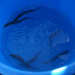 オリジナルメーカー海づり公園(市原市海づり施設) 釣果