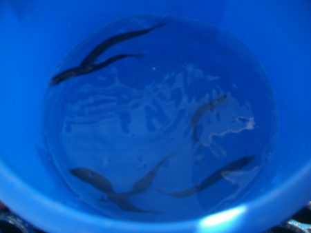 オリジナルメーカー海づり公園(市原市海づり施設) 釣果