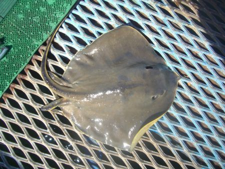 オリジナルメーカー海づり公園(市原市海づり施設) 釣果