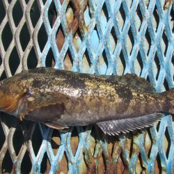 オリジナルメーカー海づり公園(市原市海づり施設) 釣果