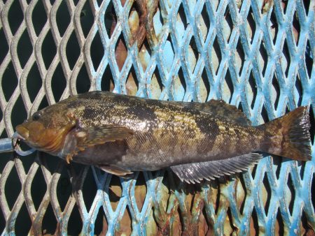 オリジナルメーカー海づり公園(市原市海づり施設) 釣果