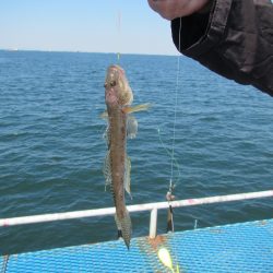 オリジナルメーカー海づり公園(市原市海づり施設) 釣果