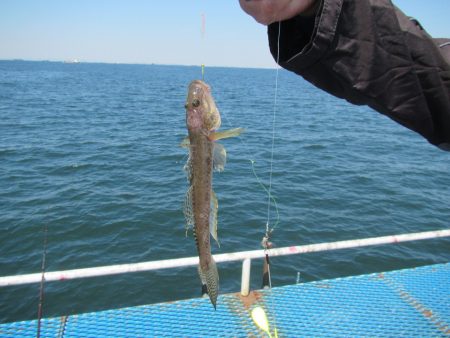 オリジナルメーカー海づり公園(市原市海づり施設) 釣果