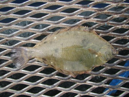 オリジナルメーカー海づり公園(市原市海づり…