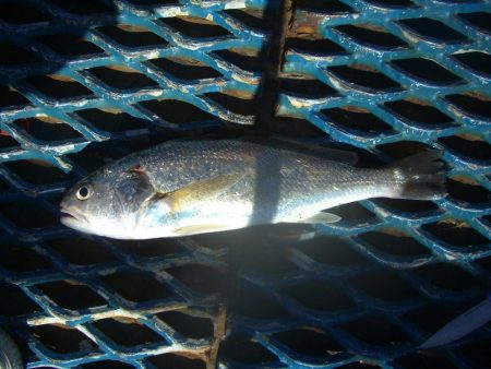 オリジナルメーカー海づり公園(市原市海づり施設) 釣果