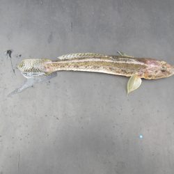 オリジナルメーカー海づり公園(市原市海づり施設) 釣果