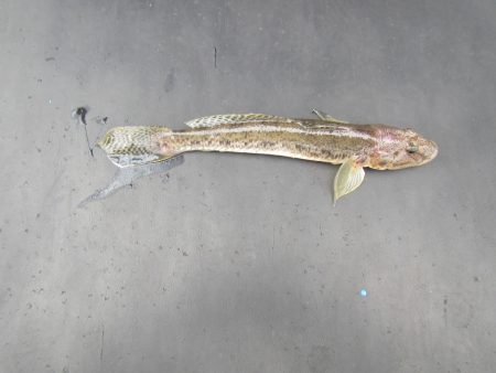 オリジナルメーカー海づり公園(市原市海づり施設) 釣果