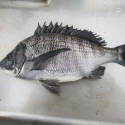 オリジナルメーカー海づり公園(市原市海づり施設) 釣果