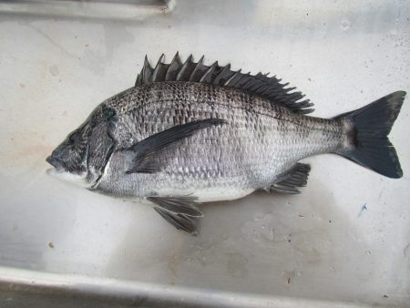 オリジナルメーカー海づり公園(市原市海づり施設) 釣果