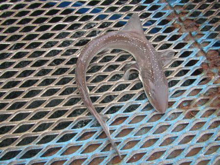 オリジナルメーカー海づり公園(市原市海づり施設) 釣果