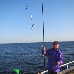 オリジナルメーカー海づり公園(市原市海づり施設) 釣果