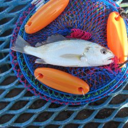 オリジナルメーカー海づり公園(市原市海づり施設) 釣果