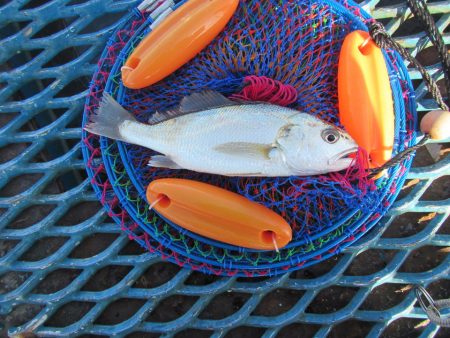 オリジナルメーカー海づり公園(市原市海づり施設) 釣果