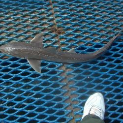 オリジナルメーカー海づり公園(市原市海づり施設) 釣果