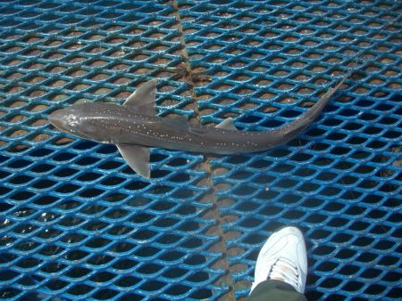 オリジナルメーカー海づり公園(市原市海づり施設) 釣果