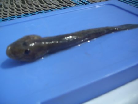 オリジナルメーカー海づり公園(市原市海づり施設) 釣果