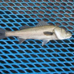 オリジナルメーカー海づり公園(市原市海づり施設) 釣果