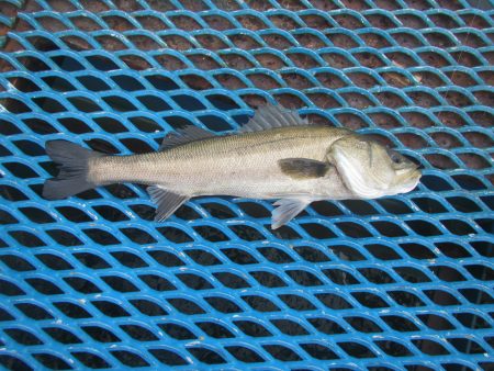 オリジナルメーカー海づり公園(市原市海づり施設) 釣果