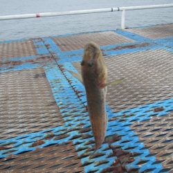 オリジナルメーカー海づり公園(市原市海づり施設) 釣果