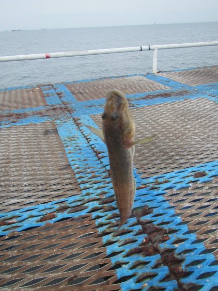 オリジナルメーカー海づり公園(市原市海づり施設) 釣果