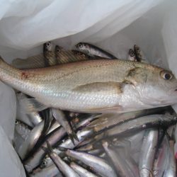 オリジナルメーカー海づり公園(市原市海づり施設) 釣果