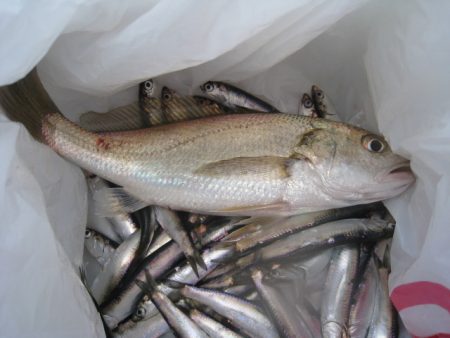 オリジナルメーカー海づり公園(市原市海づり施設) 釣果