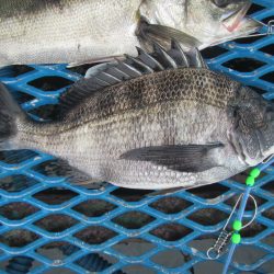 オリジナルメーカー海づり公園(市原市海づり施設) 釣果