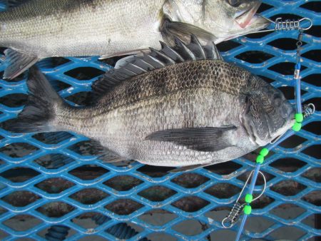 オリジナルメーカー海づり公園(市原市海づり施設) 釣果