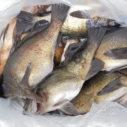 HARUKA丸 はるかまる 釣果