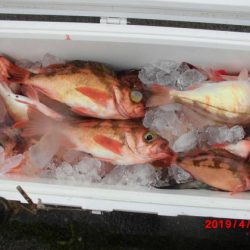 大進丸(新潟) 釣果