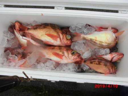 大進丸(新潟) 釣果