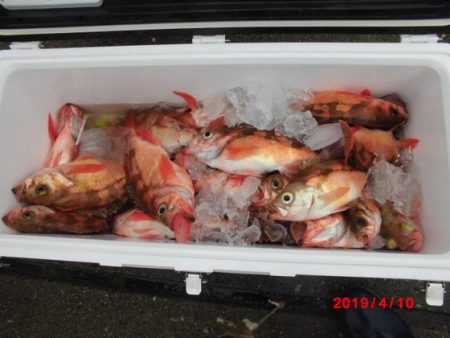 大進丸(新潟) 釣果